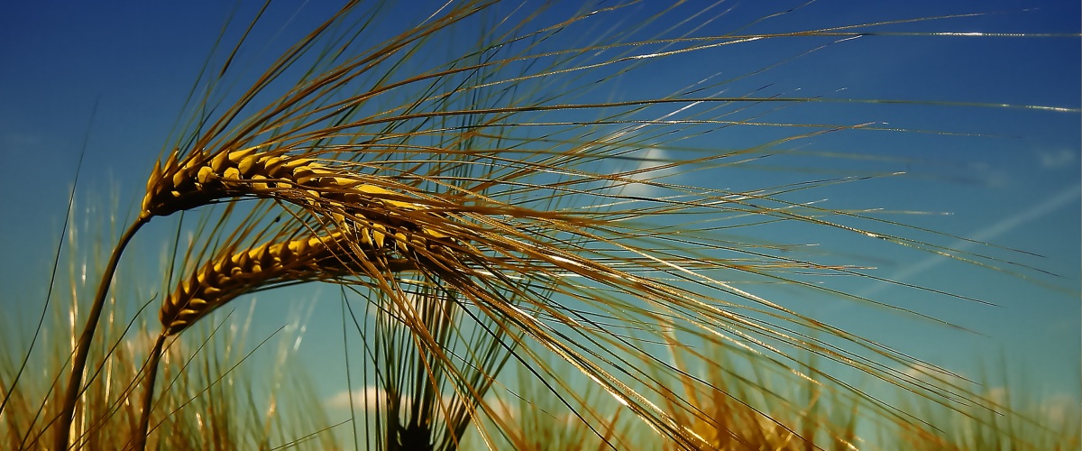Etwas weniger Weizen - Bauern in Deutschland bleiben bei Wintergetreide -  19.05.23 - News - ARIVA.DE